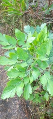 Notobubon galbanum