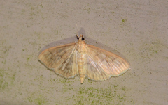 Crocidophora serratissimalis