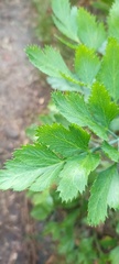 Notobubon galbanum