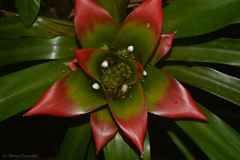 Nidularium innocentii