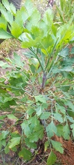 Notobubon galbanum