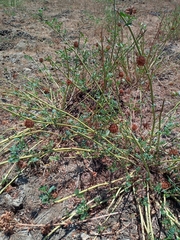 Glycyrrhiza echinata