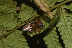 Verrucosa meridionalis