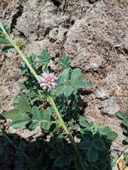 Glycyrrhiza echinata
