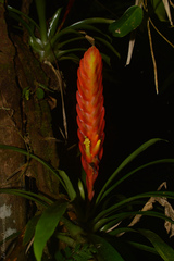 Vriesea incurvata