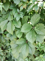 Parthenocissus inserta