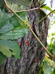 Parthenocissus inserta