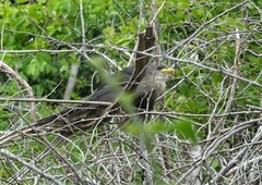 Ceuthmochares australis