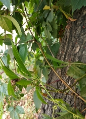 Parthenocissus inserta