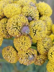 Rhopalomyia tanaceticola