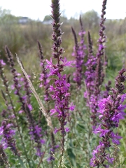 Lythrum salicaria