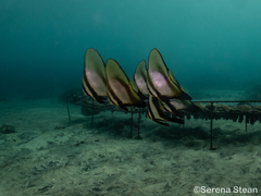 Platax boersii