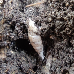 Alinda biplicata