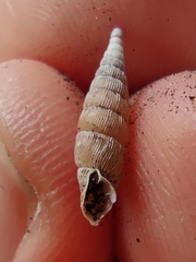 Alinda biplicata