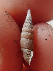 Alinda biplicata