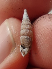 Alinda biplicata