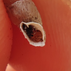 Alinda biplicata