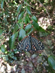 Campylotes histrionicus