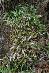 Notogrammitis givenii