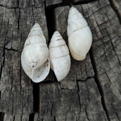 Zebrina detrita