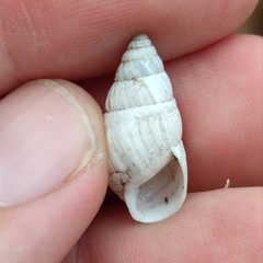 Zebrina detrita