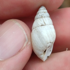 Zebrina detrita