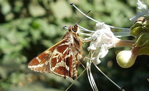 Xarippe Skipper
