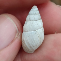 Zebrina detrita
