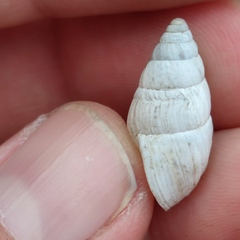 Zebrina detrita