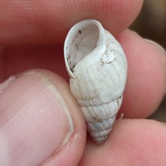 Zebrina detrita
