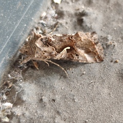Autographa gamma
