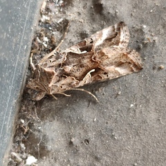 Autographa gamma
