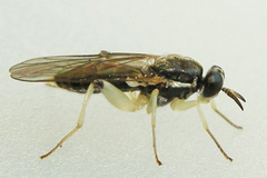 Solva pallipes
