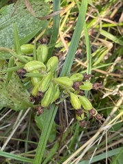 Epipactis helleborine