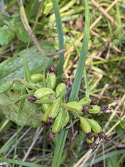 Epipactis helleborine