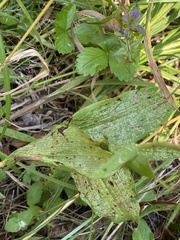 Epipactis helleborine