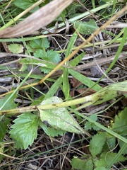Epipactis helleborine