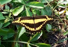 Heraclides homothoas