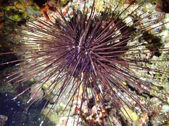 Centrostephanus longispinus