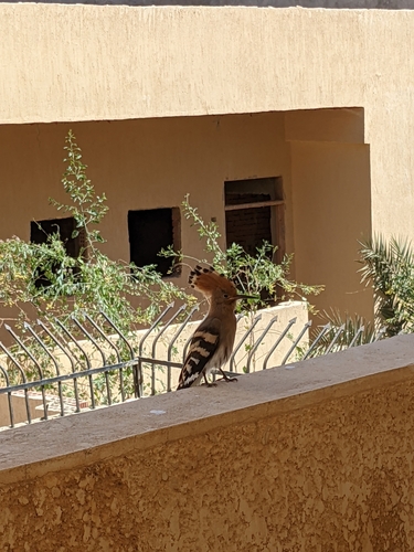 Common Hoopoe