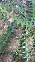 Selenicereus anthonyanus