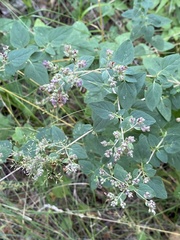 Origanum vulgare