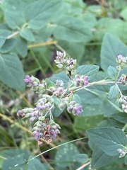 Origanum vulgare