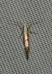 Argyresthia semifusca