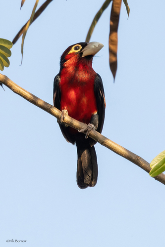 Double-toothed Barbet