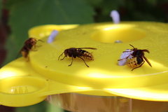 Vespa crabro
