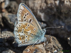 Polyommatus golgus