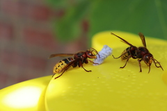 Vespa crabro