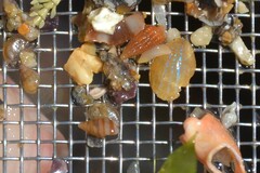 Cingula trifasciata