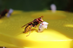 Vespa crabro